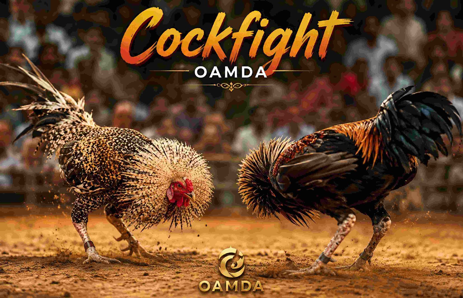CockFight